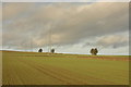 Powerlines crossing a field