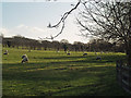 Sheep Grazing near  Horkstow Hall