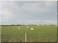 Sheep at Porth Dinllaen Farm