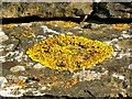 Lichen on the Lych gate roof, Kingston Lisle cemetery