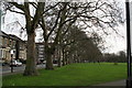 Plane trees along Gascoyne Road, Well Street Common, South Hackney