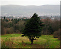 Tree, Belvoir