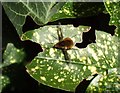 Bee-fly (Bombylius major)