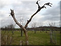 An  orchard on Goodnestone Hill