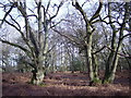 SU7861 : Oak trees in Lower Everley Copse by Diane Sambrook