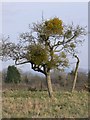 Mistletoe in apple tree