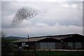 Flocks of Starlings