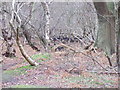 Deer in Captains Wood