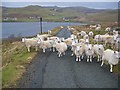 Sheep in winter