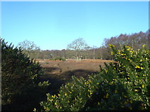 SE8636 : Lowland heath at North Cliffe Woods by Ian Lavender