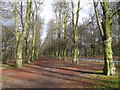 Clumber Park - Bridleway alongside Limetree Avenue