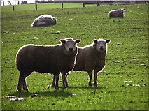 H7435 : Sheep at Groves Lower by Kenneth  Allen
