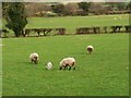 J0240 : Sheep and a Lamb, Crewmore Road by P Flannagan