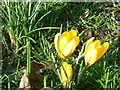 Crocus, Wormholt Park