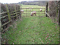 Grazing land near Acorn Wood