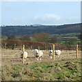 Farmland south of Culmington, Shropshire