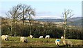 The Cheviots