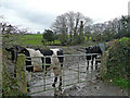 Young Friesians at Northpark Farm