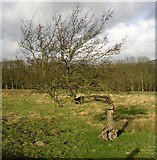 SE0652 : Bent tree, Draughton by Humphrey Bolton