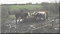 Cattle near Allt-felen