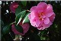 Camellia