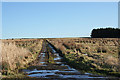 Track leading to the Moss of Fishrie