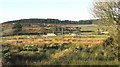 View across wetland towards Cerniog Isaf