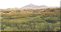 View NE across a riverine wetland between Castell Bach and Cerniog Isaf