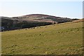 Pasture near Balnacraig