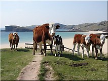 NC2058 : Oldshoremore Bay - Cattle by Chris Newman