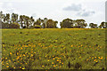 TQ2896 : Buttercup Field, Trent Country Park, London, N14 by Christine Matthews