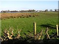 J0969 : Lough Neagh, Deerpark by Kenneth  Allen