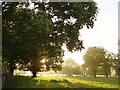 Horse chestnut avenue between Brayfield House and River Ouse