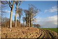 Bully Hill Beeches