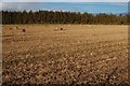 Sheep on stubble