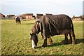 Ponies by the Pump Drain at North Hykeham