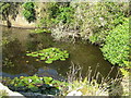 Lilies in Carfury Quarry