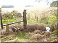 SH8529 : Stile out of wood leading to sheep pasture by Peter Aikman