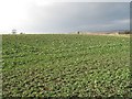 Arable land, Henhill