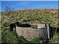 Concrete water trough near Fifield Bavant