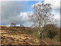 Silver birch trees