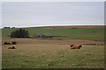 Highland cattle to the north of Tippercowan croft