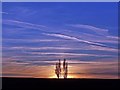 TQ8565 : Poplars at sunset by Richard Dorrell
