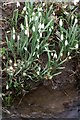 Snowdrops