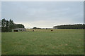 NJ8649 : Horses in a field by Rosieburn by Des Colhoun