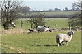 Sheep and lambs next to Crow Lane