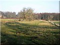 Field and trees near Gallowhill Hall