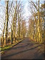 Avenue of trees