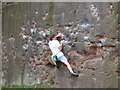 Bouldering at Pex Hill