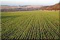 Fields at Corskie